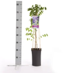 Blauwe Regen (Wisteria Sinensis 'Prolific') -Goedkope DirectPlant winkel wisteria sinensis prolific