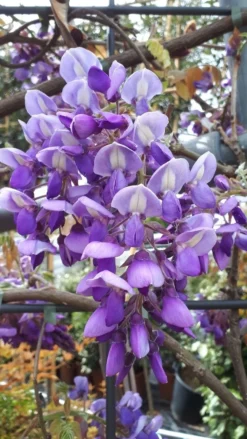 Blauwe Regen Als Leivorm (Wisteria Brachybotrys 'Yokohama Fuji') -Goedkope DirectPlant winkel wisteria yokohama fji