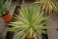 Palmlelie (Yucca Gloriosa 'Variegata') -Goedkope DirectPlant winkel yucca gloriosa variegata