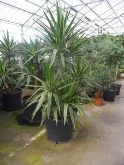 Palmlelie (Yucca Gloriosa 'Variegata') -Goedkope DirectPlant winkel yucca gloriosa variegata 150 200 c110
