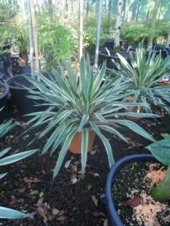 Palmlelie (Yucca Gloriosa 'Variegata') -Goedkope DirectPlant winkel yucca gloriosa variegatum c10