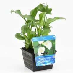 Moerasaronskelk (Zantedeschia Aethiopica) 11 Moerasaronskelk (Zantedeschia Aethiopica) -Goedkope DirectPlant winkel zantedeschia aethiopica 18x18 20180510101125 m 13460