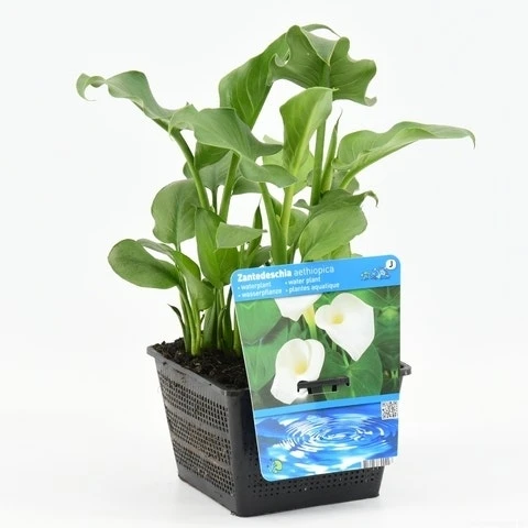 Moerasaronskelk (Zantedeschia Aethiopica) 4 Moerasaronskelk (Zantedeschia Aethiopica) - Afbeelding 4