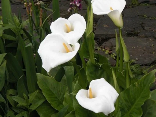 Moerasaronskelk (Zantedeschia Aethiopica) 4 Moerasaronskelk (Zantedeschia Aethiopica) -Goedkope DirectPlant winkel zantedeschia aethiopica 2006