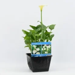 Moerasaronskelk (Zantedeschia Aethiopica) 10 Moerasaronskelk (Zantedeschia Aethiopica) -Goedkope DirectPlant winkel zantedeschia aethiopica 28x28 20180412193859 m 13695