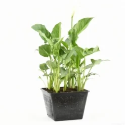 Moerasaronskelk (Zantedeschia Aethiopica) 14 Moerasaronskelk (Zantedeschia Aethiopica) -Goedkope DirectPlant winkel zantedeschia aethiopica s e 13695 p28